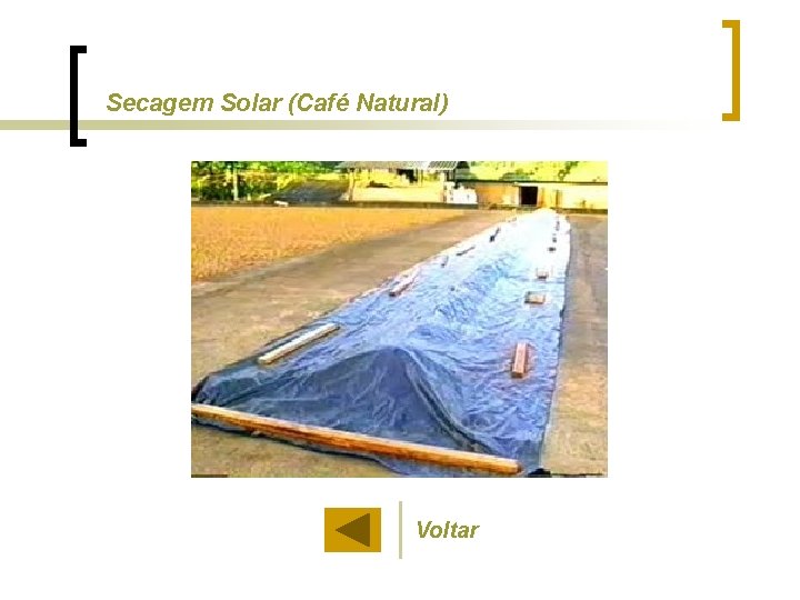 Secagem Solar (Café Natural) Voltar 