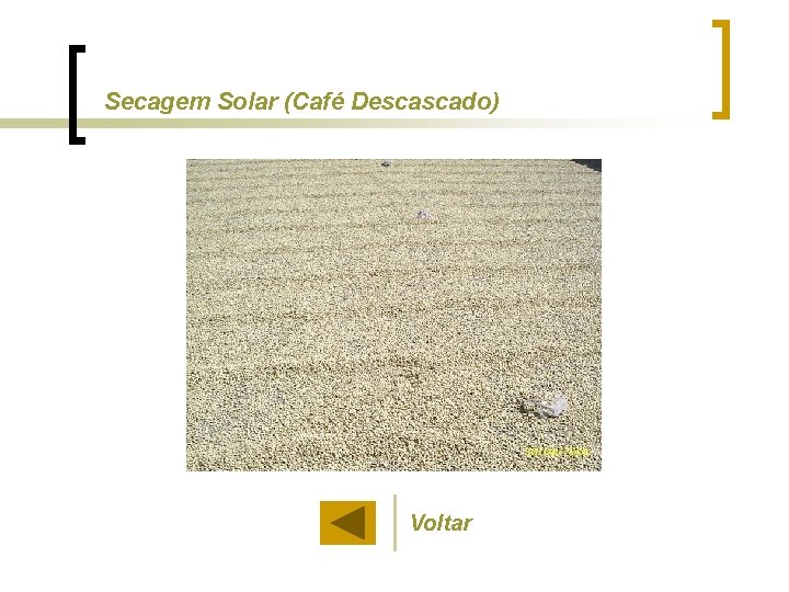 Secagem Solar (Café Descascado) Voltar 