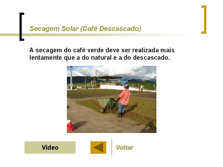 Secagem Solar (Café Descascado) A secagem do café verde deve ser realizada mais lentamente