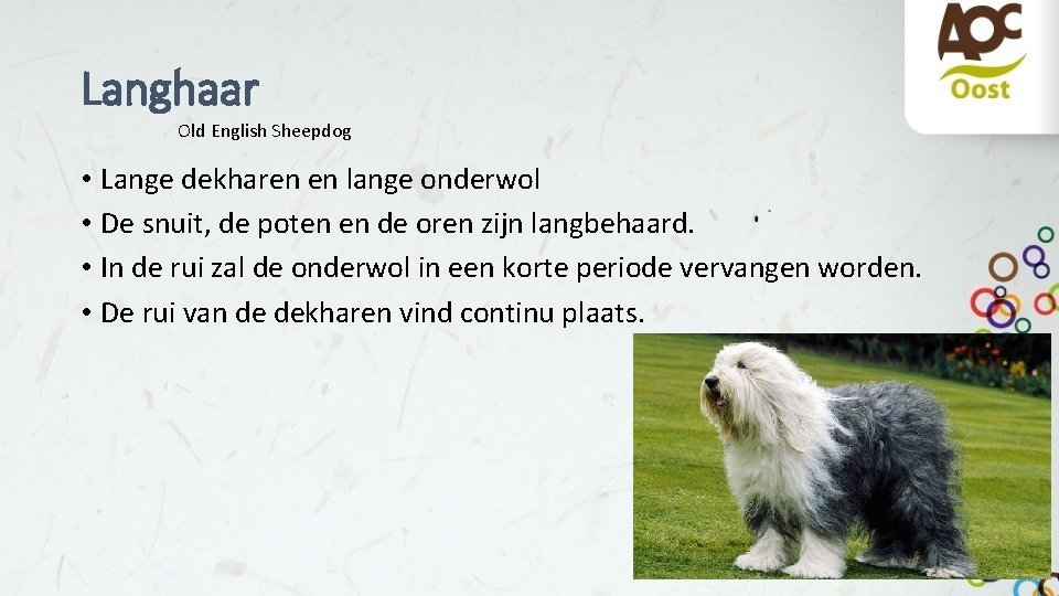 Langhaar Old English Sheepdog • Lange dekharen en lange onderwol • De snuit, de