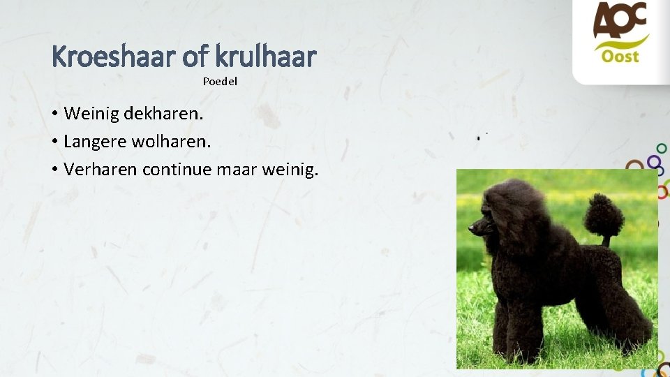 Kroeshaar of krulhaar Poedel • Weinig dekharen. • Langere wolharen. • Verharen continue maar