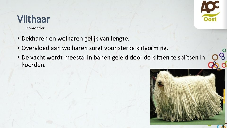 Vilthaar Komondor • Dekharen en wolharen gelijk van lengte. • Overvloed aan wolharen zorgt