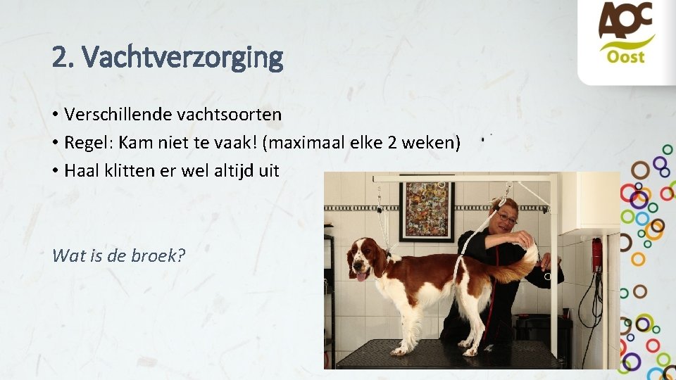 2. Vachtverzorging • Verschillende vachtsoorten • Regel: Kam niet te vaak! (maximaal elke 2