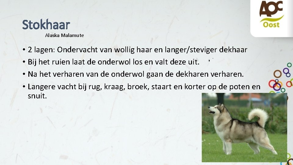 Stokhaar Alaska Malamute • 2 lagen: Ondervacht van wollig haar en langer/steviger dekhaar •