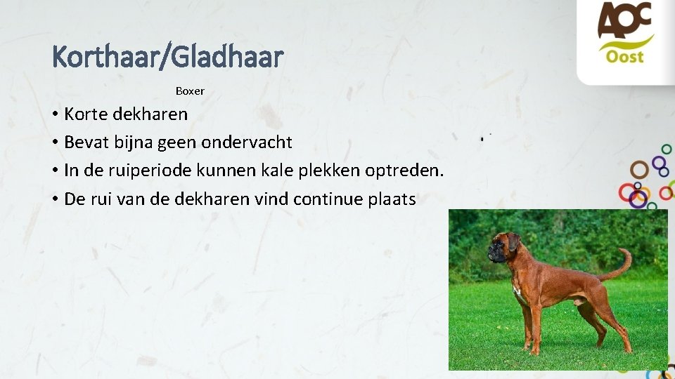 Korthaar/Gladhaar Boxer • Korte dekharen • Bevat bijna geen ondervacht • In de ruiperiode