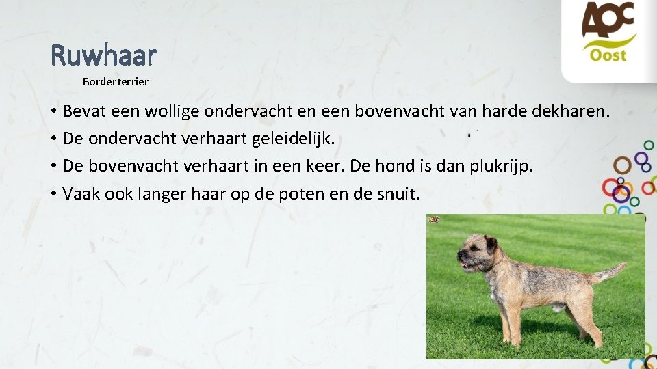 Ruwhaar Borderterrier • Bevat een wollige ondervacht en een bovenvacht van harde dekharen. •