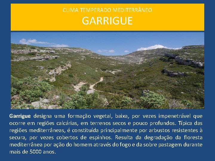 CLIMA TEMPERADO MEDITERR NEO GARRIGUE Garrigue designa uma formação vegetal, baixa, por vezes impenetrável