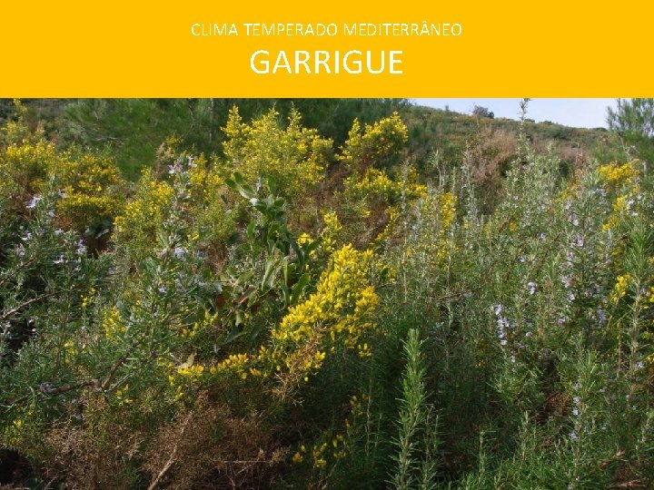 CLIMA TEMPERADO MEDITERR NEO GARRIGUE 