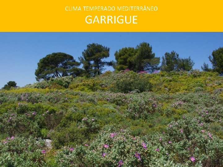 CLIMA TEMPERADO MEDITERR NEO GARRIGUE 