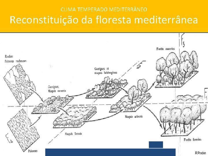 CLIMA TEMPERADO MEDITERR NEO Reconstituição da floresta mediterrânea 