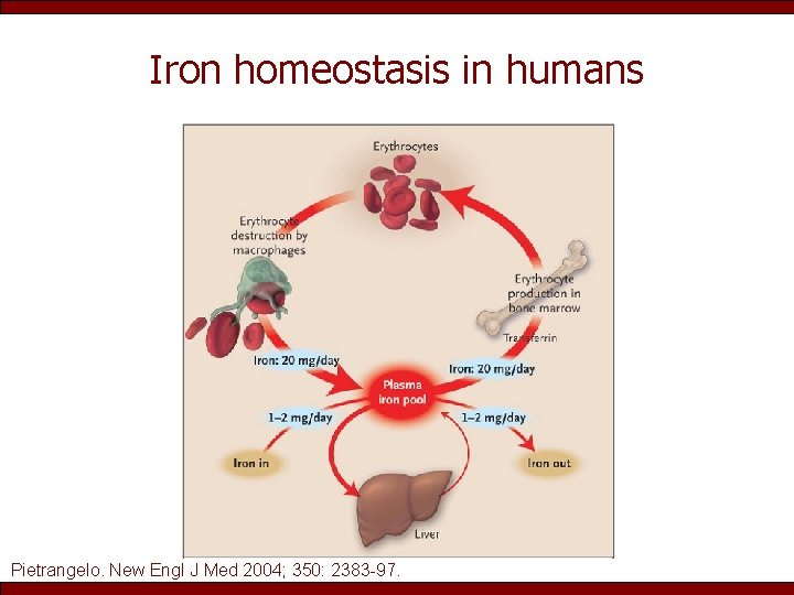 Iron homeostasis in humans Pietrangelo. New Engl J Med 2004; 350: 2383 -97. 