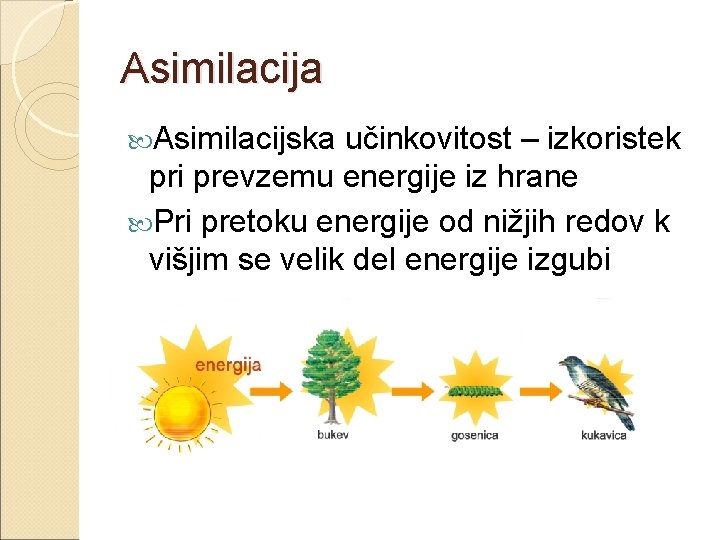 Asimilacija Asimilacijska učinkovitost – izkoristek pri prevzemu energije iz hrane Pri pretoku energije od