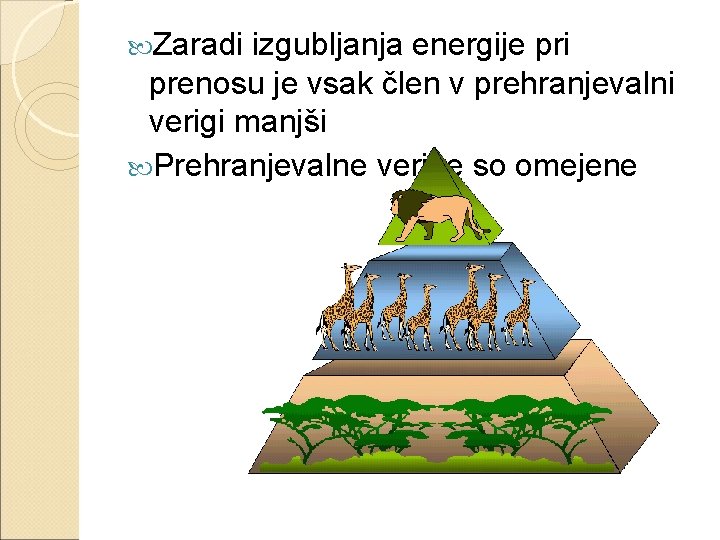  Zaradi izgubljanja energije pri prenosu je vsak člen v prehranjevalni verigi manjši Prehranjevalne