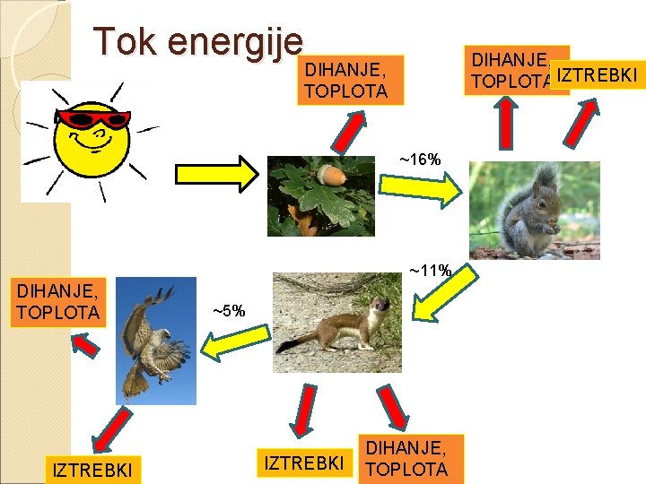 Tok energije DIHANJE, TOPLOTA IZTREBKI DIHANJE, TOPLOTA ~16% ~11% DIHANJE, TOPLOTA IZTREBKI ~5% IZTREBKI