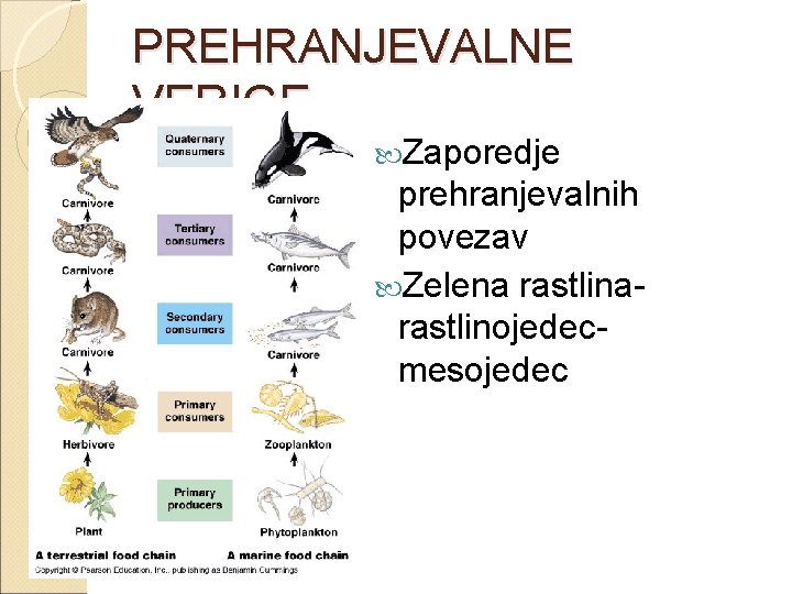 PREHRANJEVALNE VERIGE Zaporedje prehranjevalnih povezav Zelena rastlinarastlinojedecmesojedec 