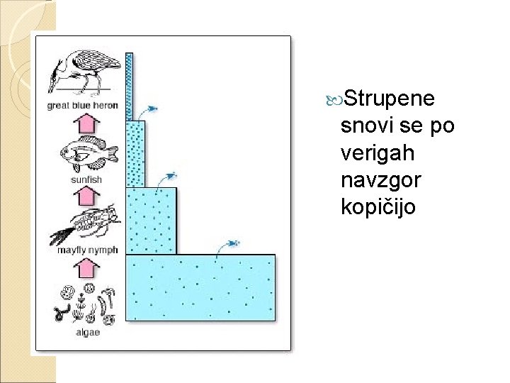  Strupene snovi se po verigah navzgor kopičijo 