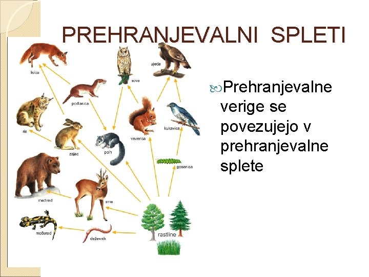 PREHRANJEVALNI SPLETI Prehranjevalne verige se povezujejo v prehranjevalne splete 