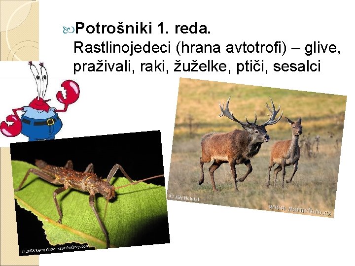  Potrošniki 1. reda. Rastlinojedeci (hrana avtotrofi) – glive, praživali, raki, žuželke, ptiči, sesalci