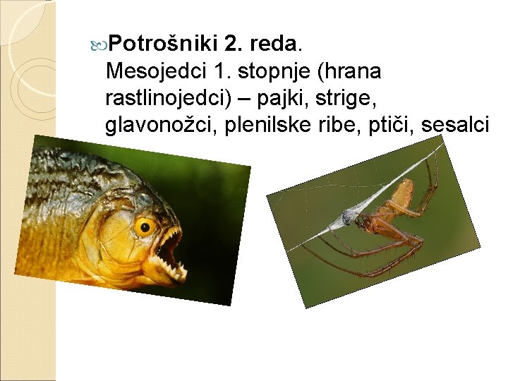  Potrošniki 2. reda. Mesojedci 1. stopnje (hrana rastlinojedci) – pajki, strige, glavonožci, plenilske