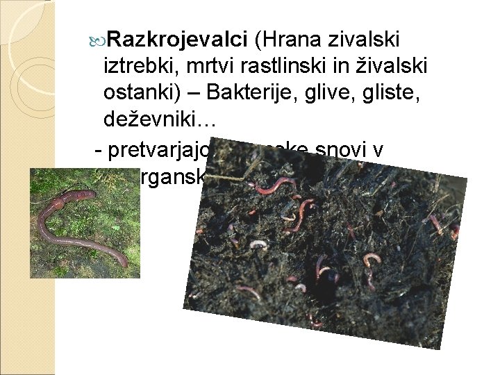  Razkrojevalci (Hrana zivalski iztrebki, mrtvi rastlinski in živalski ostanki) – Bakterije, glive, gliste,