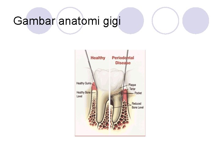 Gambar anatomi gigi 