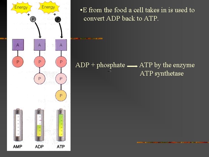  • E from the food a cell takes in is used to convert