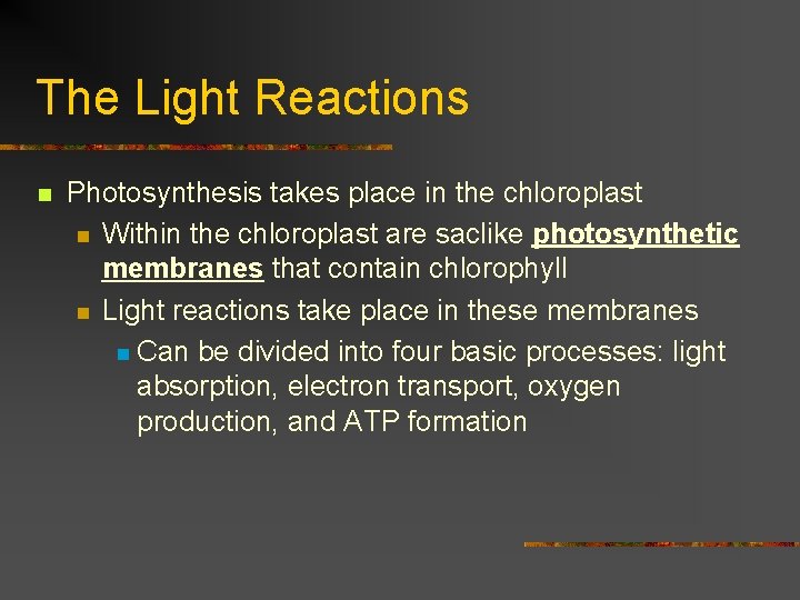 The Light Reactions n Photosynthesis takes place in the chloroplast n Within the chloroplast