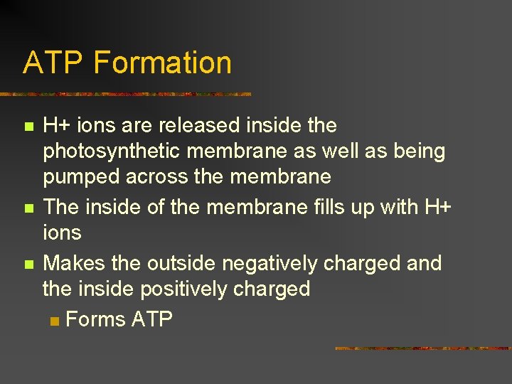 ATP Formation n H+ ions are released inside the photosynthetic membrane as well as
