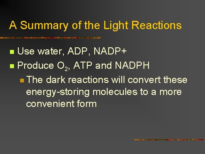 A Summary of the Light Reactions Use water, ADP, NADP+ n Produce O 2,