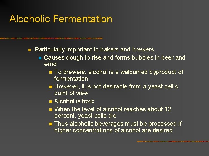 Alcoholic Fermentation n Particularly important to bakers and brewers n Causes dough to rise