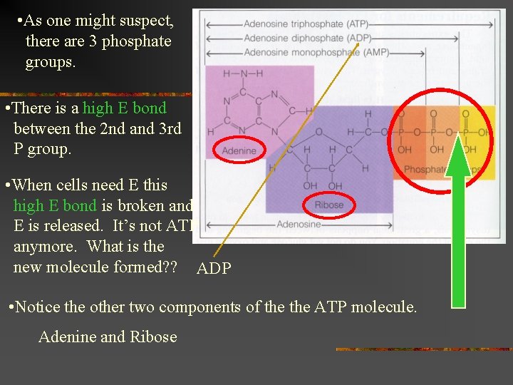  • As one might suspect, there are 3 phosphate groups. • There is