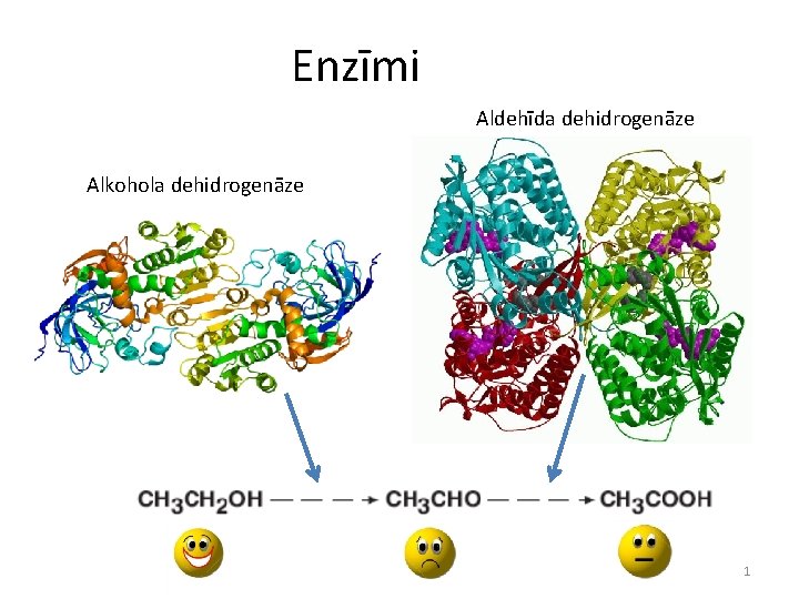 Enzīmi Aldehīda dehidrogenāze Alkohola dehidrogenāze 1 