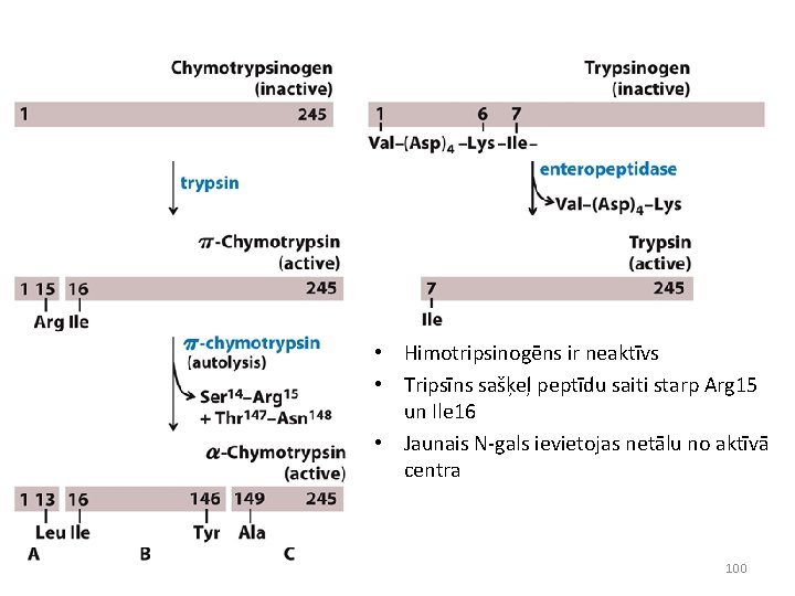  • Himotripsinogēns ir neaktīvs • Tripsīns sašķeļ peptīdu saiti starp Arg 15 un