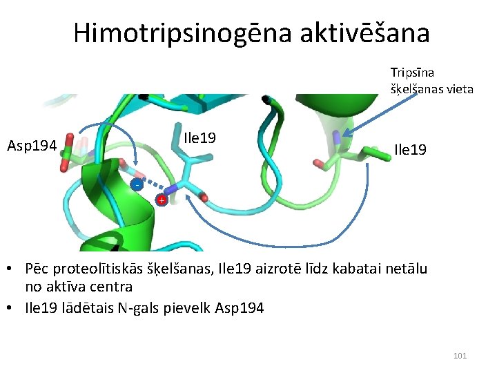 Himotripsinogēna aktivēšana Tripsīna šķelšanas vieta Ile 19 Asp 194 Ile 19 + • Pēc