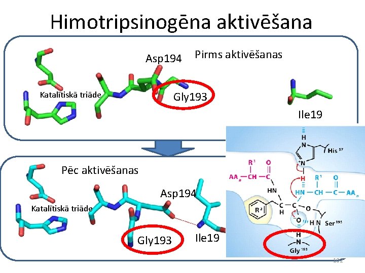 Himotripsinogēna aktivēšana Asp 194 Pirms aktivēšanas Gly 193 Katalītiskā triāde Ile 19 Pēc aktivēšanas