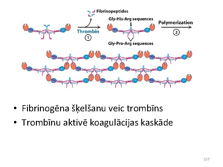  • Fibrinogēna šķelšanu veic trombīns • Trombīnu aktivē koagulācijas kaskāde 107 