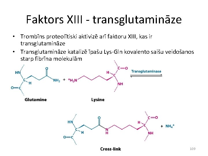 Faktors XIII - transglutamināze • Trombīns proteolītiski aktivizē arī faktoru XIII, kas ir transglutamināze