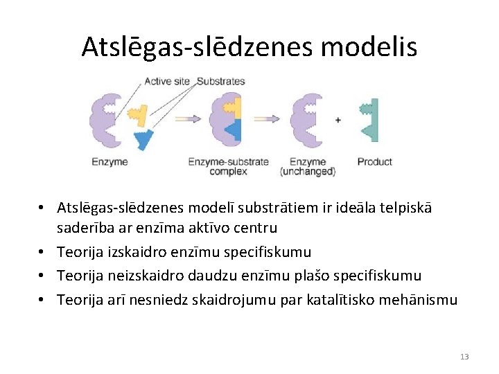 Atslēgas-slēdzenes modelis • Atslēgas-slēdzenes modelī substrātiem ir ideāla telpiskā saderība ar enzīma aktīvo centru