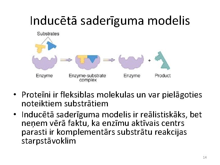 Inducētā saderīguma modelis • Proteīni ir fleksiblas molekulas un var pielāgoties noteiktiem substrātiem •