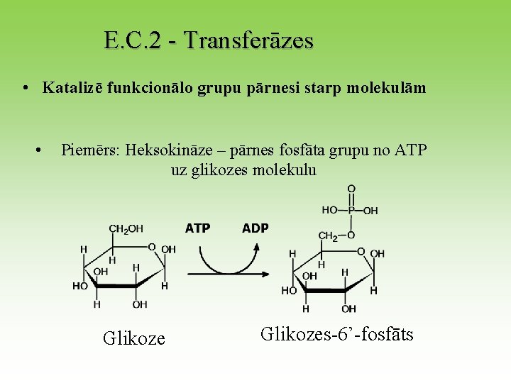 E. C. 2 - Transferāzes • Katalizē funkcionālo grupu pārnesi starp molekulām • Piemērs: