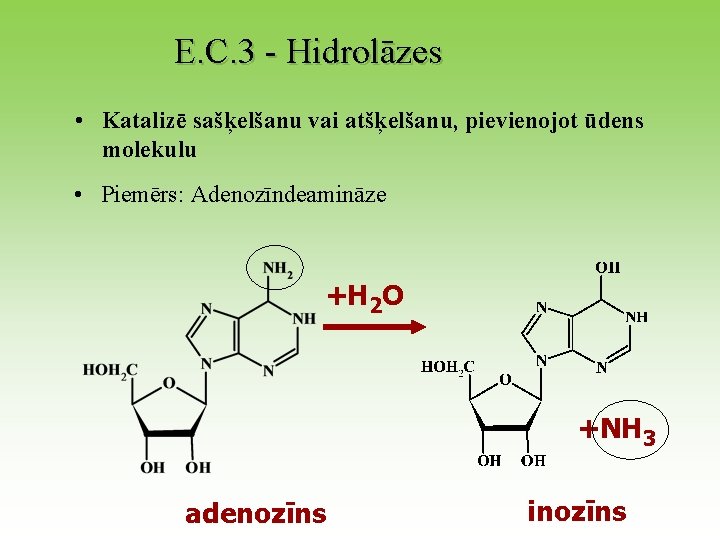 E. C. 3 - Hidrolāzes • Katalizē sašķelšanu vai atšķelšanu, pievienojot ūdens molekulu •