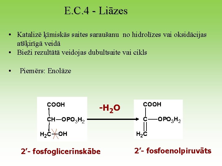 E. C. 4 - Liāzes • Katalizē ķīmiskās saites saraušanu no hidrolīzes vai oksidācijas