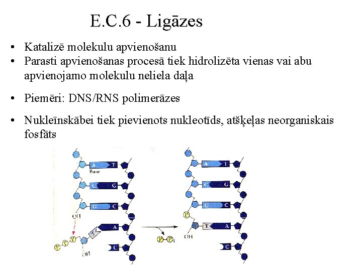 E. C. 6 - Ligāzes • Katalizē molekulu apvienošanu • Parasti apvienošanas procesā tiek