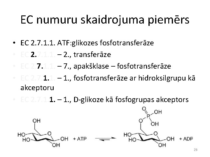 EC numuru skaidrojuma piemērs EC 2. 7. 1. 1. ATF: glikozes fosfotransferāze EC 2.