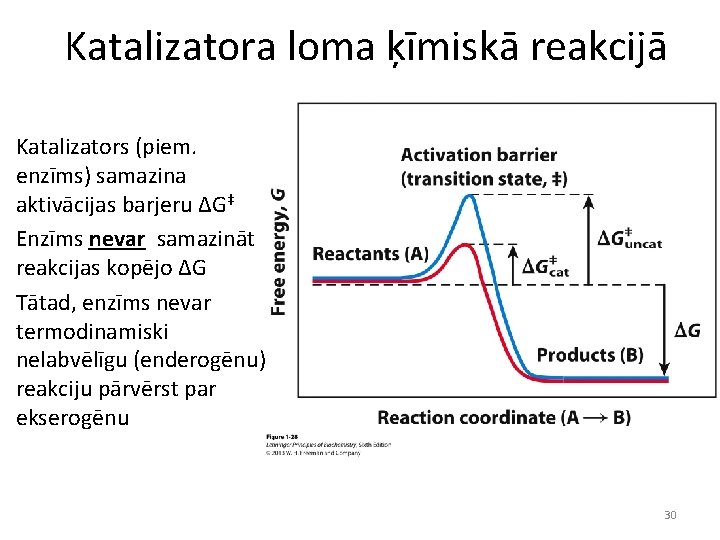 Katalizatora loma ķīmiskā reakcijā Katalizators (piem. enzīms) samazina aktivācijas barjeru ΔG‡ Enzīms nevar samazināt