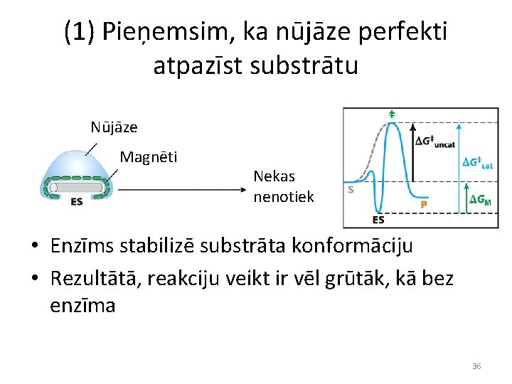 (1) Pieņemsim, ka nūjāze perfekti atpazīst substrātu Nūjāze Magnēti Nekas nenotiek • Enzīms stabilizē