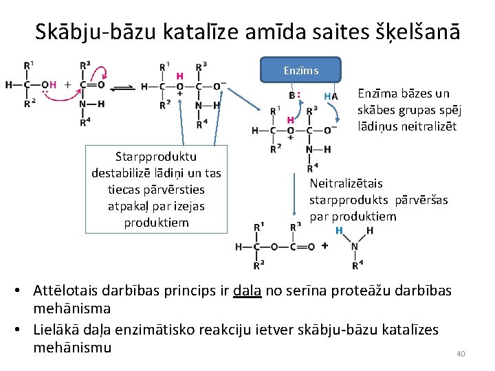 Skābju-bāzu katalīze amīda saites šķelšanā Enzīms Enzīma bāzes un skābes grupas spēj lādiņus neitralizēt