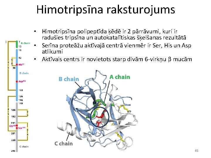 Himotripsīna raksturojums • Himotripsīna polipeptīda ķēdē ir 2 pārrāvumi, kuri ir radušies tripsīna un