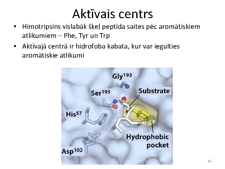 Aktīvais centrs • Himotripsīns vislabāk šķeļ peptīda saites pēc aromātiskiem atlikumiem – Phe, Tyr