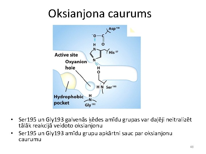 Oksianjona caurums • Ser 195 un Gly 193 galvenās ķēdes amīdu grupas var daļēji